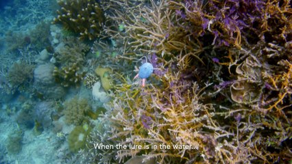 Earth's Tropical Islands episode 2 - Borneo