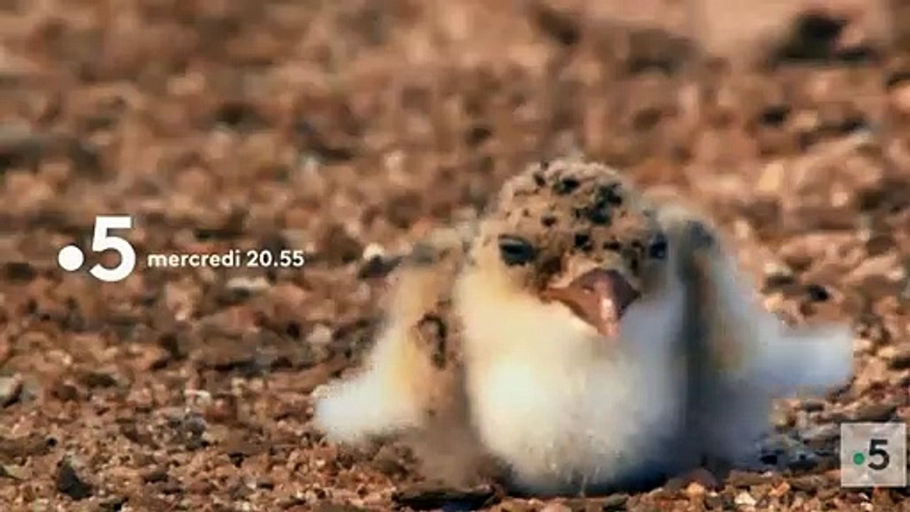 Bébés animaux