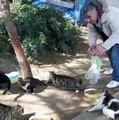 Hayvansever, sokak hayvanlarını beslemek için evinden çıktı