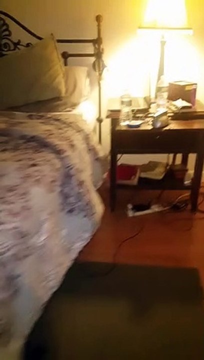 My dogs night time routine!