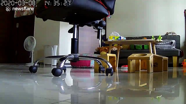 Persian cat sits ominously watching owner's CCTV camera