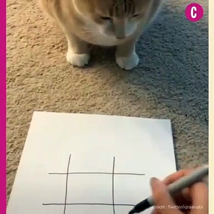 Attention, jouer au morpion avec son chat n'est pas sans risque