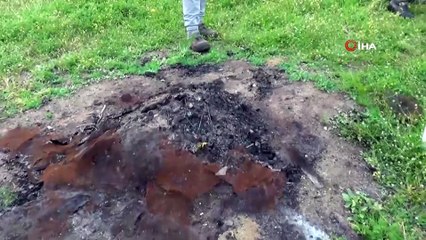 Arı ve Balları Ayılar Değil, Hırsızlar Yok Etmiş