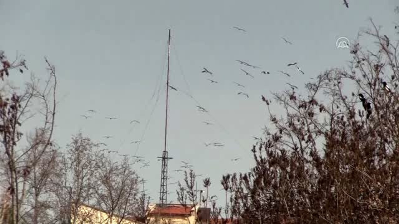 Eskişehir semalarında leylekler görsel şölen sundu