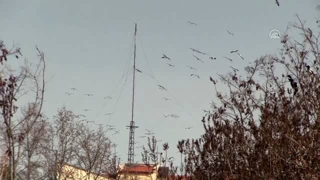 Eskişehir semalarında leylekler görsel şölen sundu