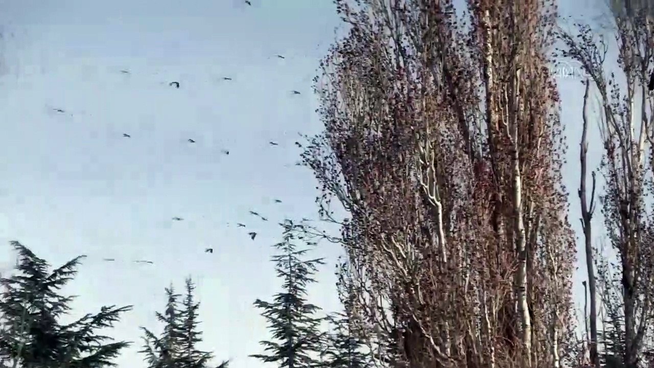 Eskişehir semalarında leylekler görsel şölen sundu - ESKİŞEHİR