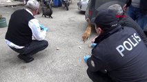 TOKAT Aç kalan sokak kedilerini polis besledi