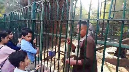 Monkeys Food Game Vs Visitors