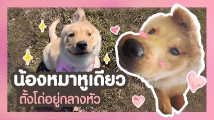ชมความน่ารักของเจ้าเร (Rae) น้องหมาหูเดียวตั้งโด่อยู่กลางหัว