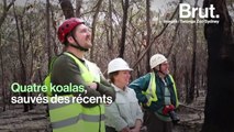 En Australie, les koalas sauvés des récents incendies retrouvent la liberté