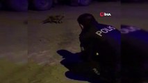 Aç kalarak şehre kadar inen tilkiyi polis ekipleri elleriyle besledi