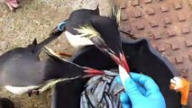 Feeding penguins at Edinburgh Zoo