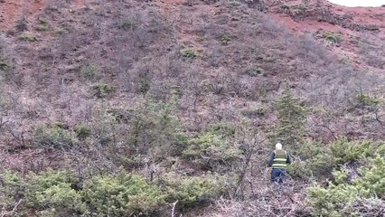 Koruma altındaki vaşak, çoban köpeklerinin saldırısından ağaca tırmanarak kurtuldu - TUNCELİ