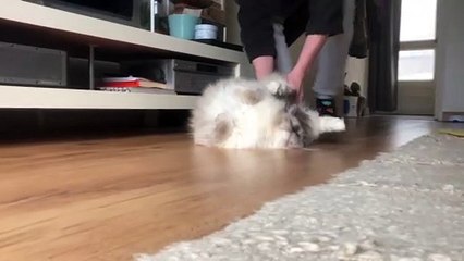 Kitty Likes Being Used as a Mop