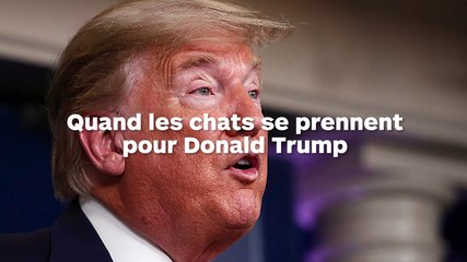 Quand les chats deviennent des sosies de Donald Trump