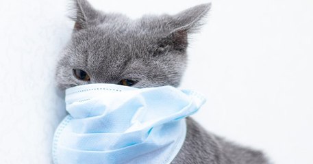 Coronavirus : premier cas de transmission de l'homme vers un chat confirmé à Liège