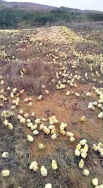 Thousands Kittens on Northern Bypasspass in Karachi