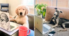 Confinement : un compte Instagram compile des photos amusantes de chiens en télétravail