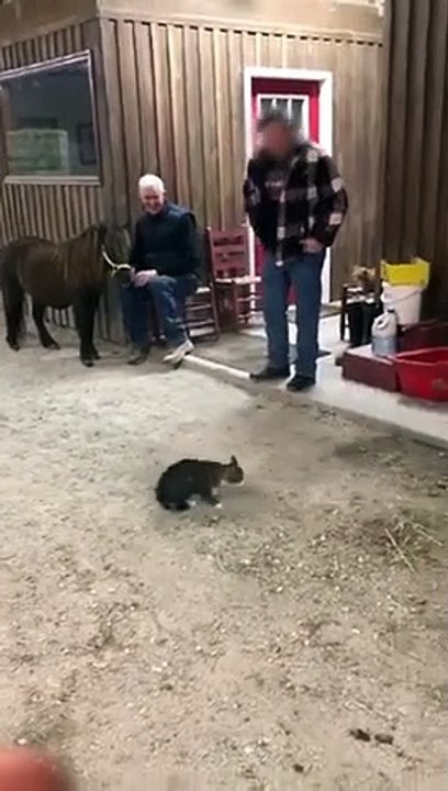 Ce bébé poney joue avec un chat !