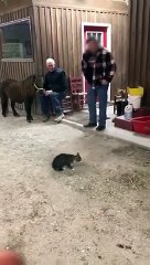 Ce bébé poney joue avec un chat !