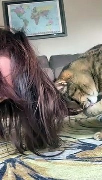 Chat coiffeur ? Il refait sa coupe en mangeant les cheveux !