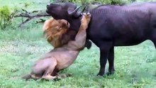 Buffalo Attacks Lion! Crazy Buffalo vs Lion Fight