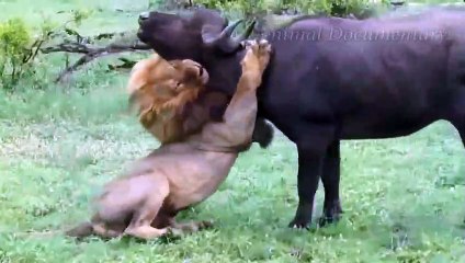 Buffalo Attacks Lion! Crazy Buffalo vs Lion Fight