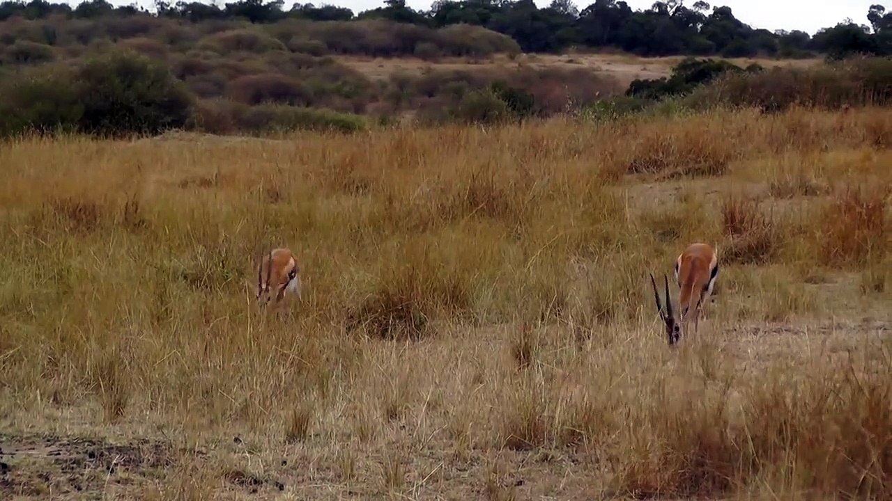 MUST SEE! Leopard Hunts Gazelle on Safari Tour, Masai Mara, Kenya, Africa. Full