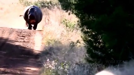 Lion vs Hippo Real Fight