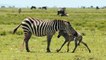 HUNTER BECOMES THE HUNTED _ Mother Zebra Save Her Newborn From Lion , Giraffe vs