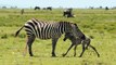 HUNTER BECOMES THE HUNTED _ Mother Zebra Save Her Newborn From Lion , Giraffe vs