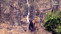 Wild Animals Fights Powerful Tiger vs Big Bear _ Lion vs Hippo, Hyena vs Wild Do