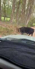 Bull Blocks Road to Scratch Itch