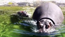 Too Cute! Watch This Newborn Baby Hippo Swim for the First Time With His Mom!