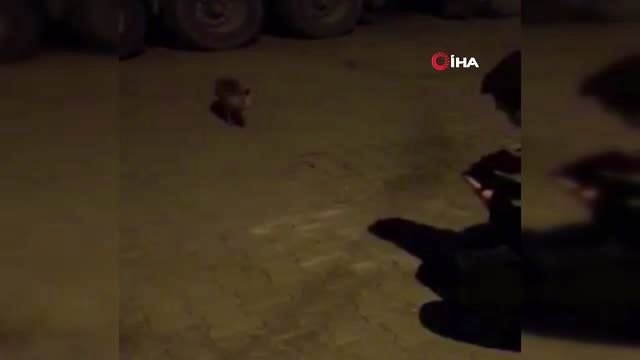 Aç kalarak şehre kadar inen tilkiyi polis ekipleri elleriyle besledi