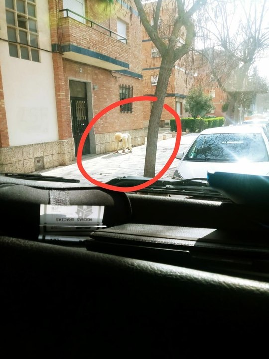 Confinement :  il se déguise en chien pour sortir dehors