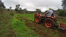 Agria 8980 | Scarifying Olive Weed