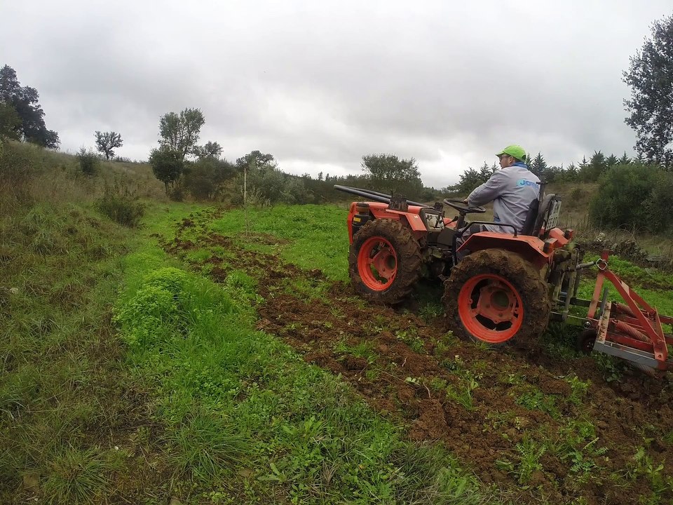 Agria 8980 | Scarifying Olive Weed