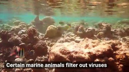 These Animals Clean Viruses From the Ocean