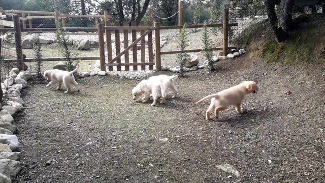 Honey et ses chiots en plein jeux