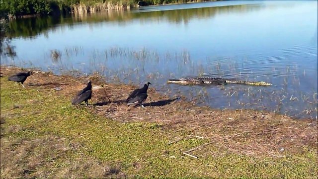 Un alligator vient voler le repas de ces oiseaux
