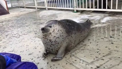 Ce phoque est au garde à vous... mieux qu'un soldat