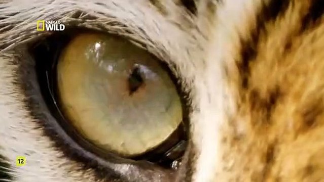 FELINOS SALVAJES DE LA INDIA 1- EL REINO DE LOS GRANDES FELINOS - NAT GEO WILD