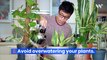 8 Tips for Taking Care of House Plants