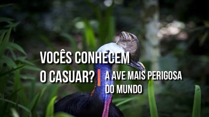 Vocês conhecem o Casuar? A ave mais perigosa do mundo