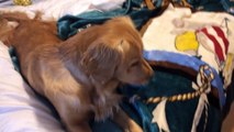 Golden Puppy Squeaker Toy Driving Grandma Mad