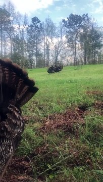 Man Catches Turkey with His Bare Hands Using Decoy