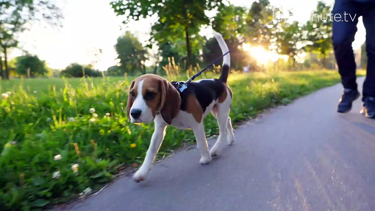 Get Outside with Your Dog for National Take a W...