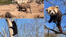 Chester Zoo shows off elephants, penguins and tigers in Facebook Live virtual tour