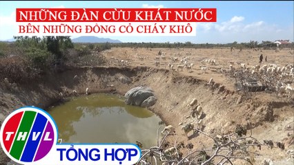 Ninh Thuận bảo vệ đàn gia súc trước tình trạng nắng hạn kéo dài